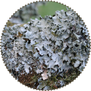 Leafy lichens called Foliose